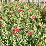 Tyčinkovec kopijovitolistý (Callistemon citrinus) ´LAEVIS´ - výška 30-50 cm, C2L, červený 